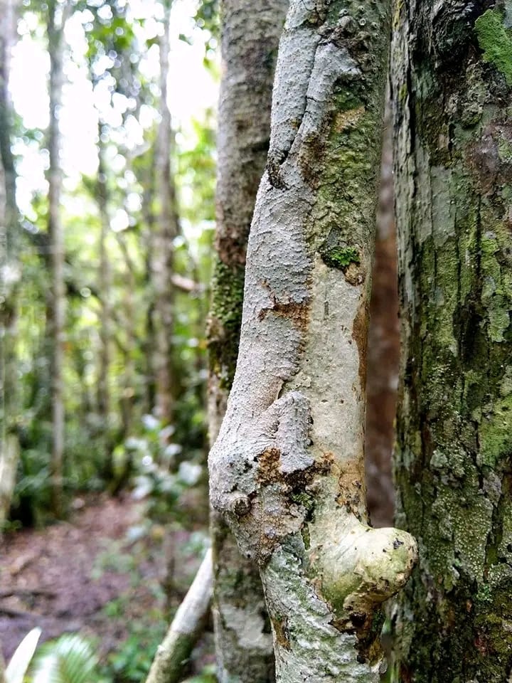 Montagne d'Ambre - Nord de Madagascar