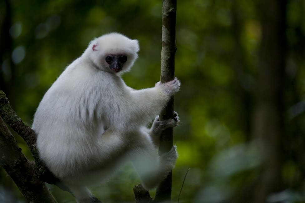 Parc National de Marojejy - Nord-Est de Madagascar
