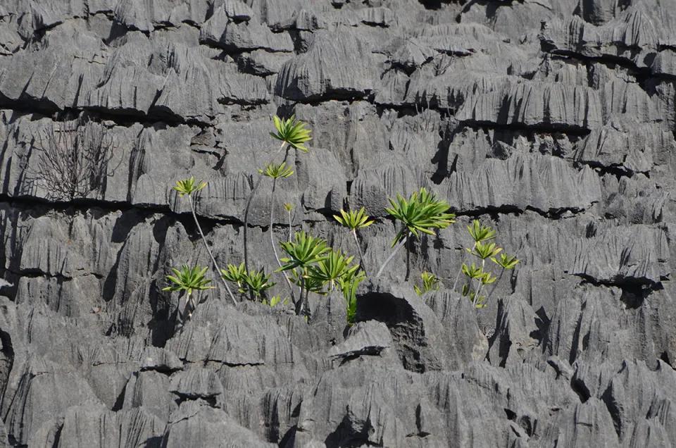 Tsingy Rouge - Nord de Madagascar